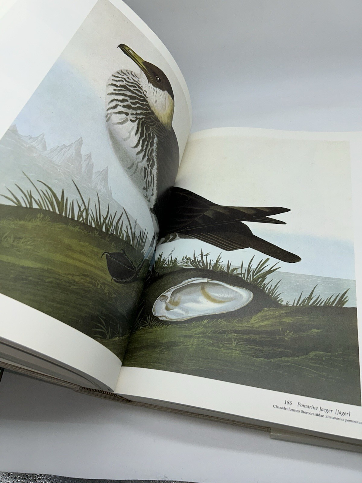 Audubon’s Birds of America Peterson Harrison House Audubon Society 435 Pgs 5B