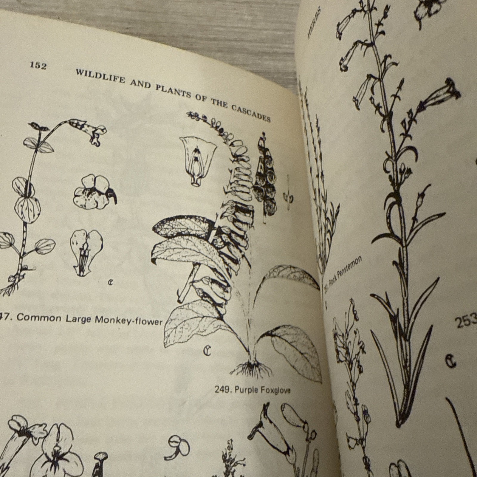 Lot 4 Books Wildflowers & Plants By Different Authors