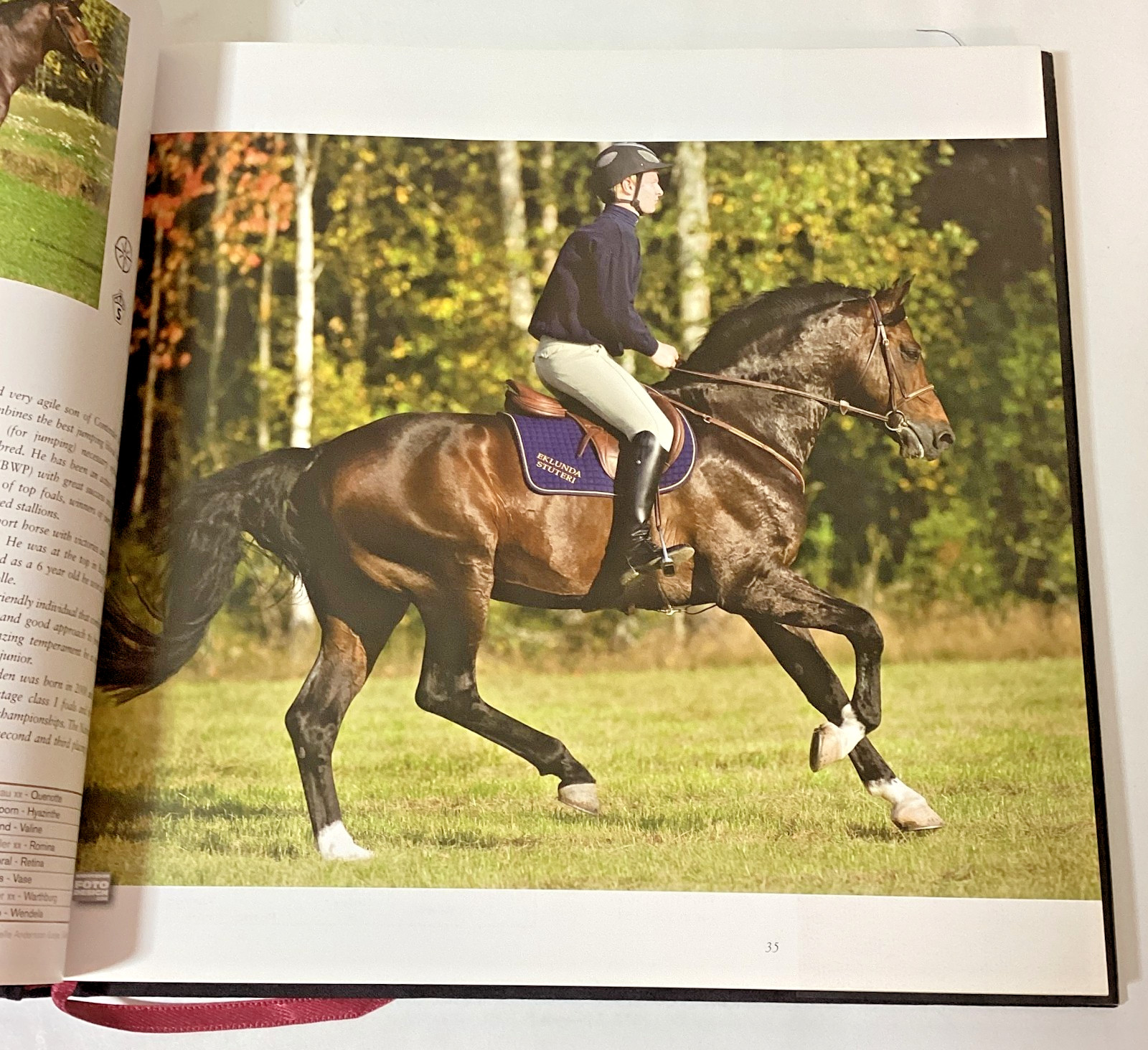Swedish Horse Book Hingstboken: Hingstar i Svensk Varmblodsavel 2009 Hardcover