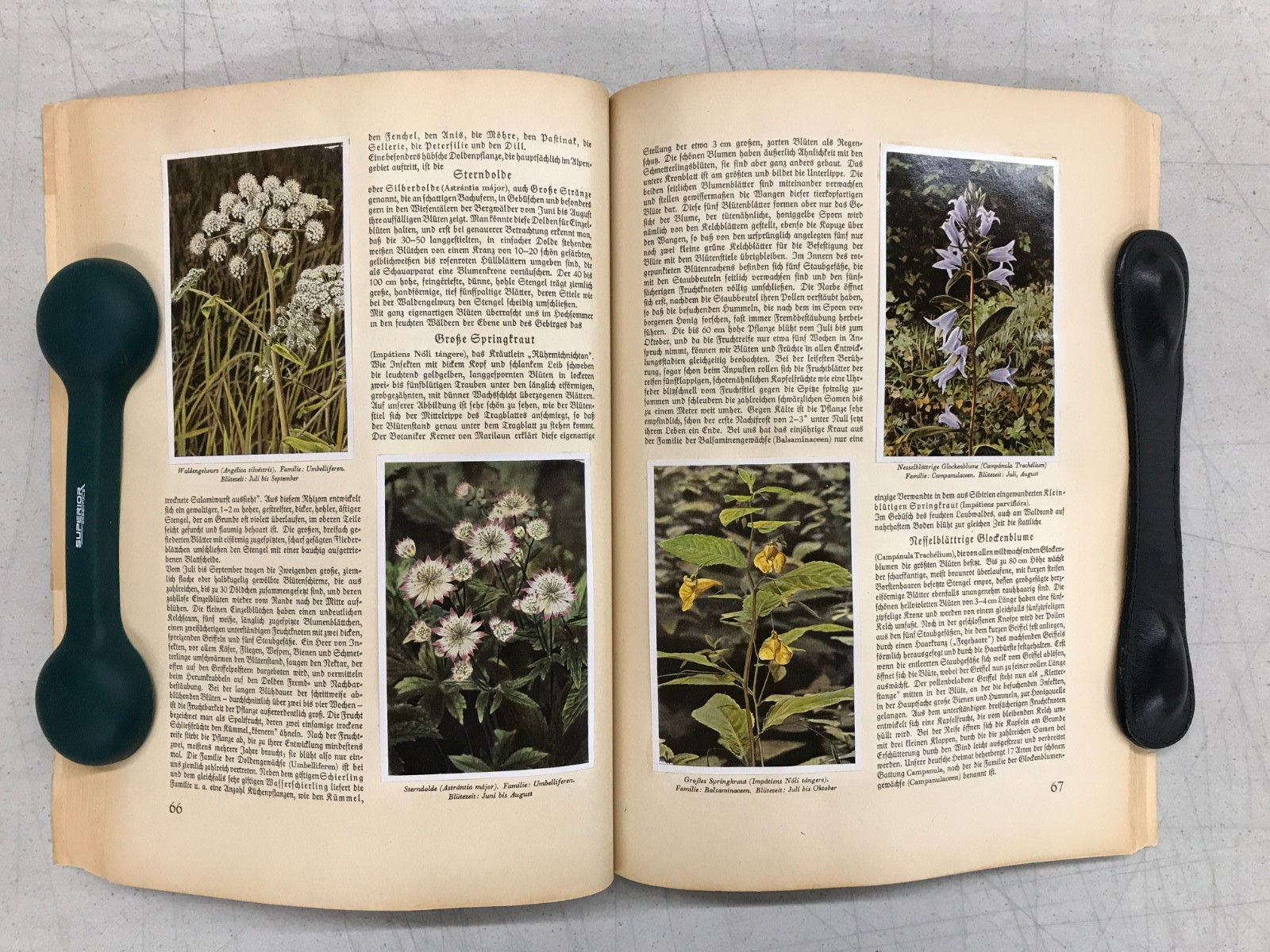 Aus Wald Und Flur – Two German Books 1937/1938 Plants and Animals, Set of 2 E-77