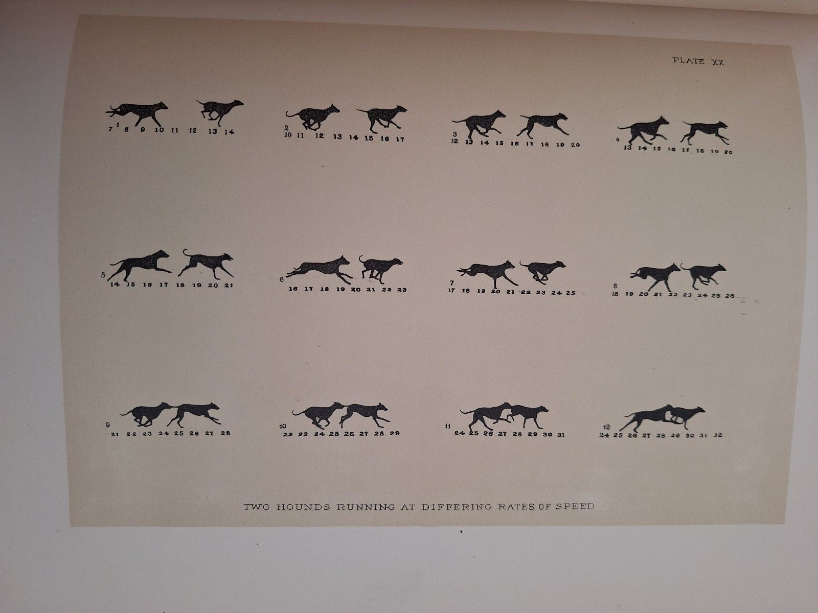 RARE c 1882 THE HORSE IN MOTION by J.D.B. Stillman Photos By Eadweard Muybridge
