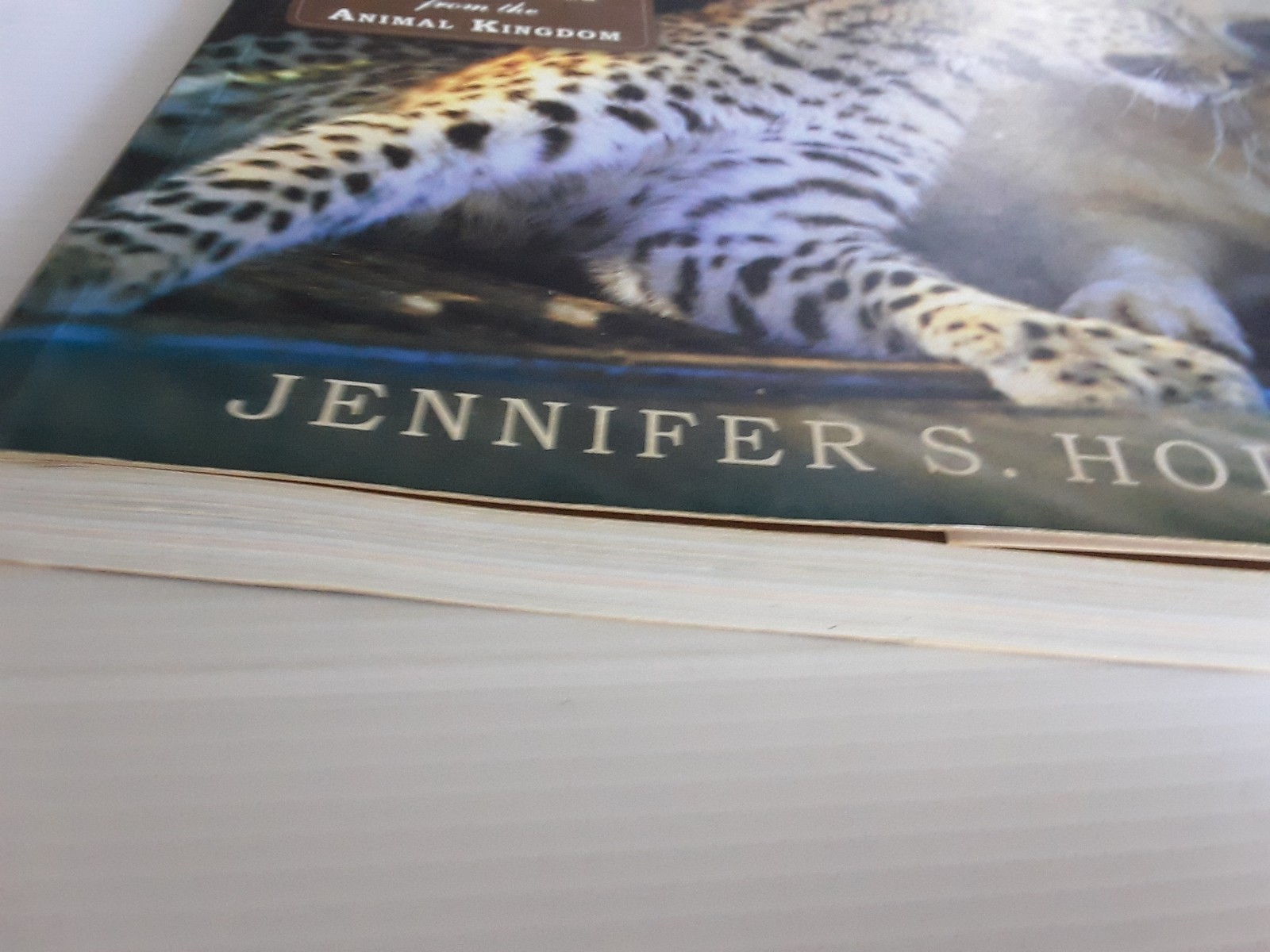 Unlikely Loves By Jennifer S. Holland 43 Heartwarming True Stories Animals Pets