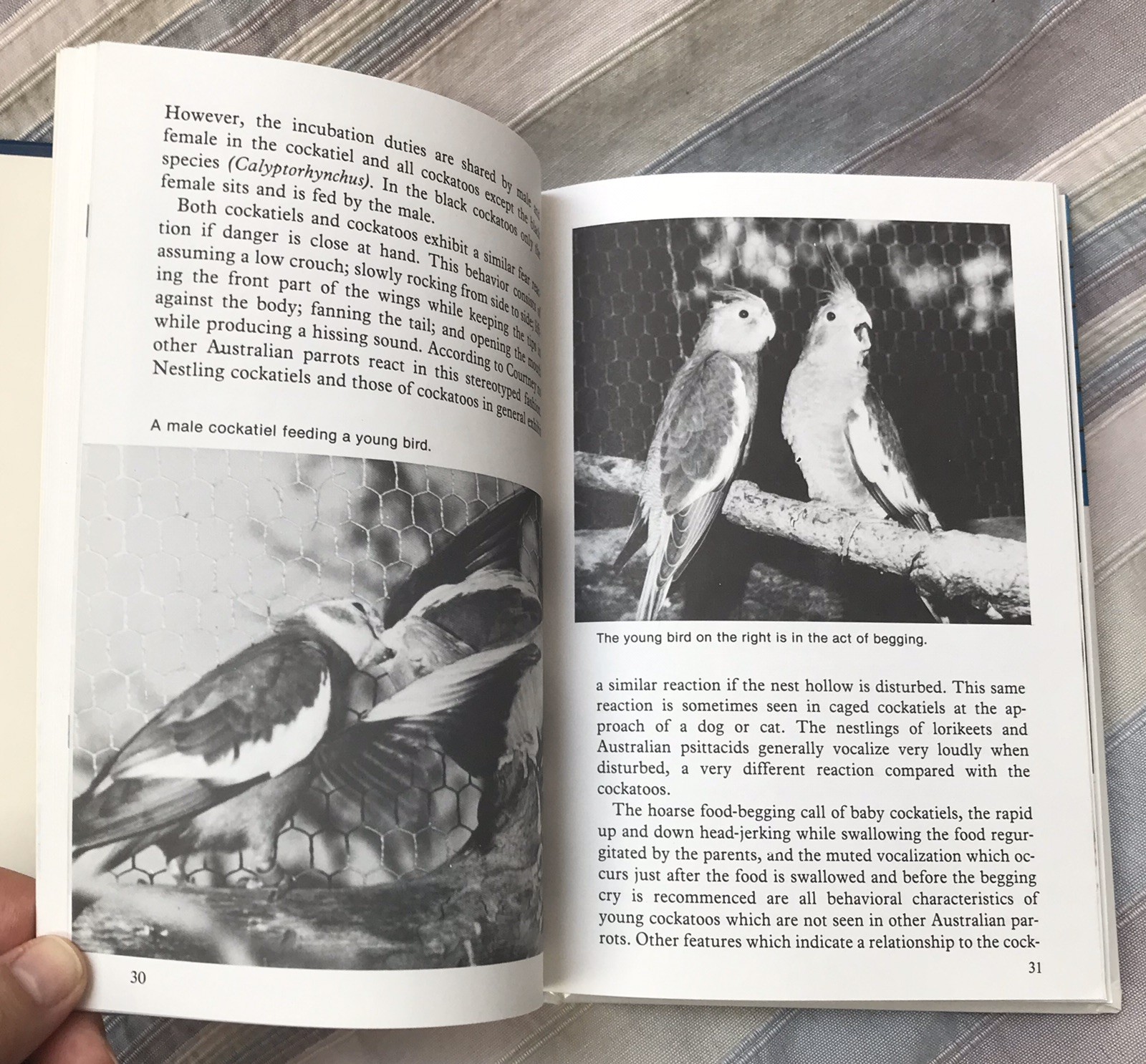 Cockatiel Handbook by Dr. Gerald R. Allen and Connie Allen 1981 HC Like New