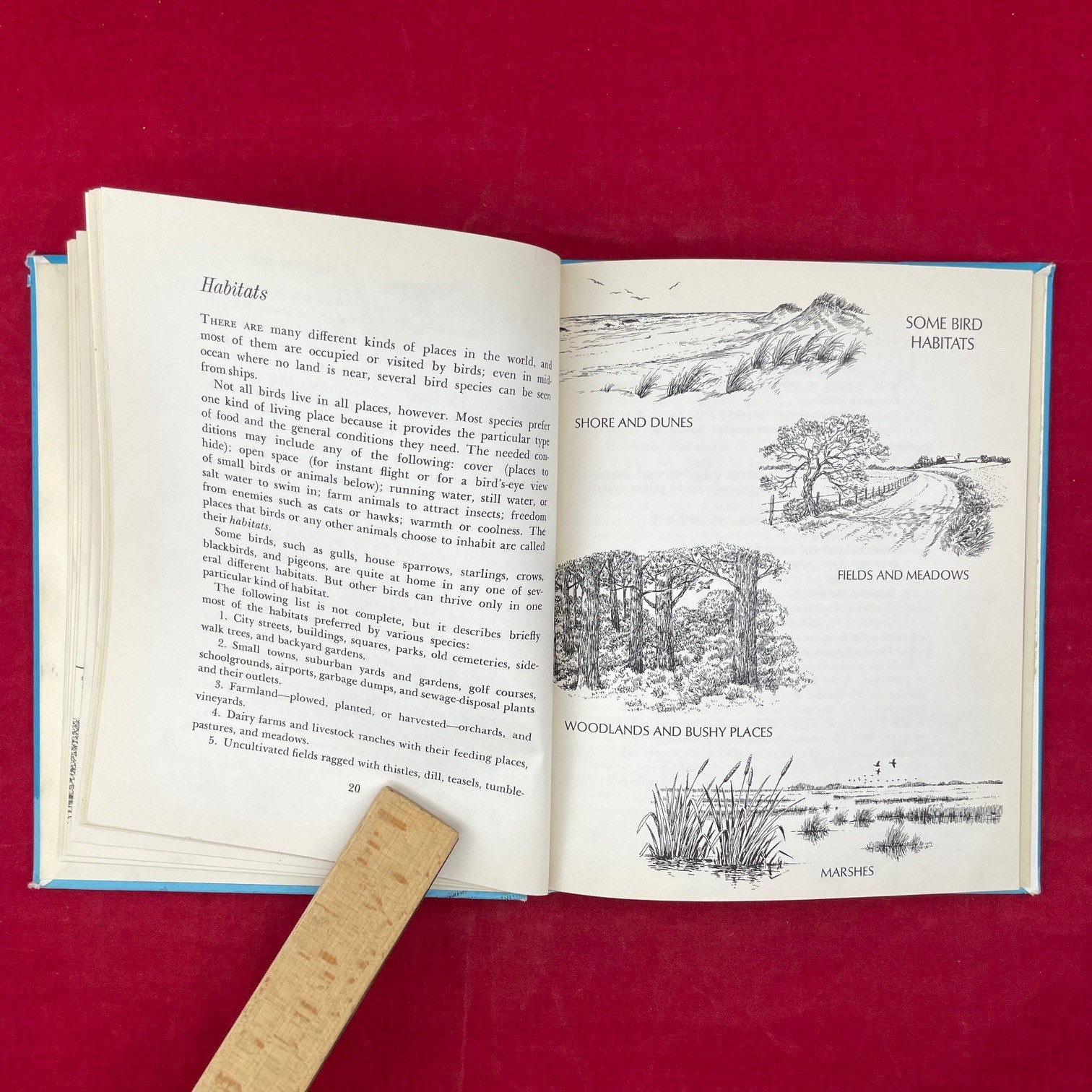 Vintage 1968 Bird Watching Aubrey Burns Hardcover Book – Discard