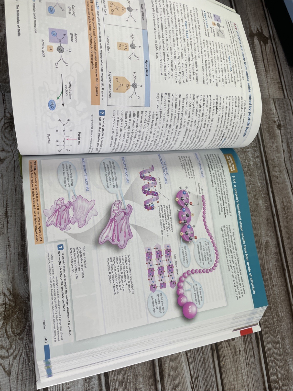 Campbell Biology: Concepts & Connections [RENTAL EDITION] (10th Edition) – VG