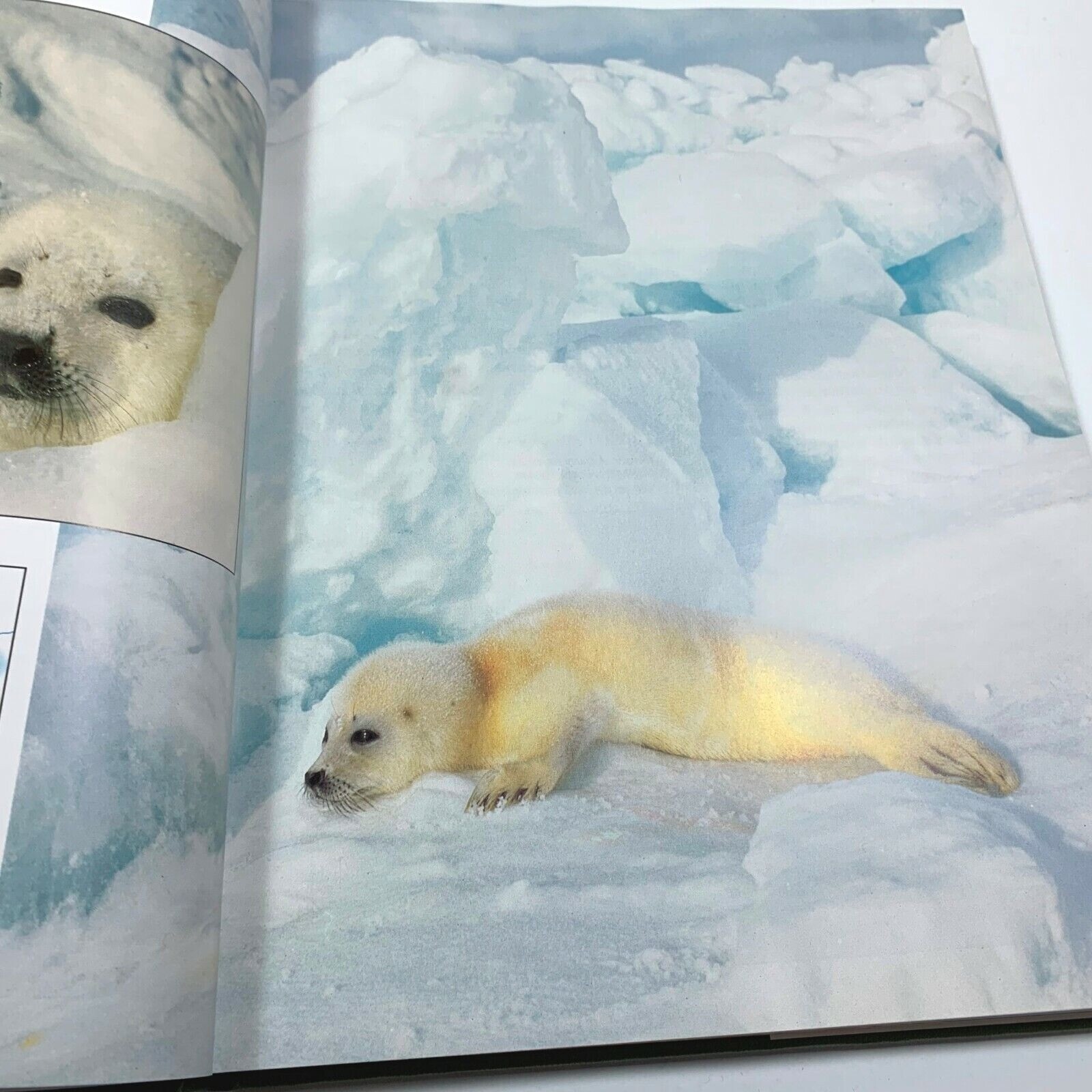 Animal Babies Steve Parker Hardcover Book Habitat Guide to Wild Animals 1994