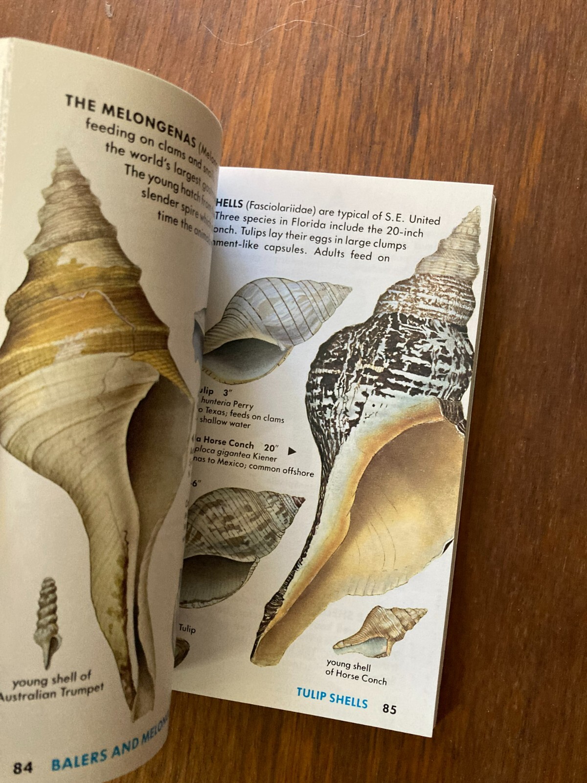 A Golden Guide from St. Martin’s Press Seashells of the World Life Tucker Abbott