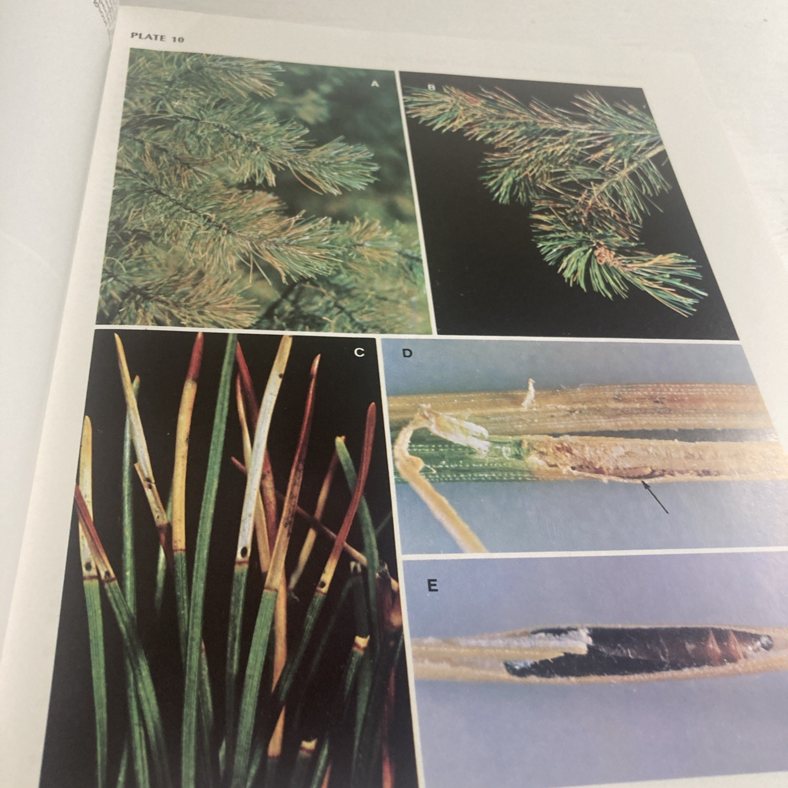 Insects That Feed On Trees and Shrubs by Warren Johnson + Howard H. Lyon HC/DJ