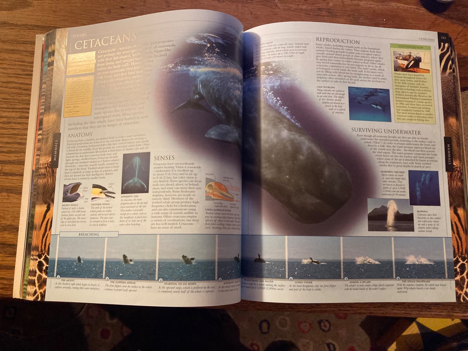 Smithsonian Institution Animal : The Definitive Visual Guide to the World’s…