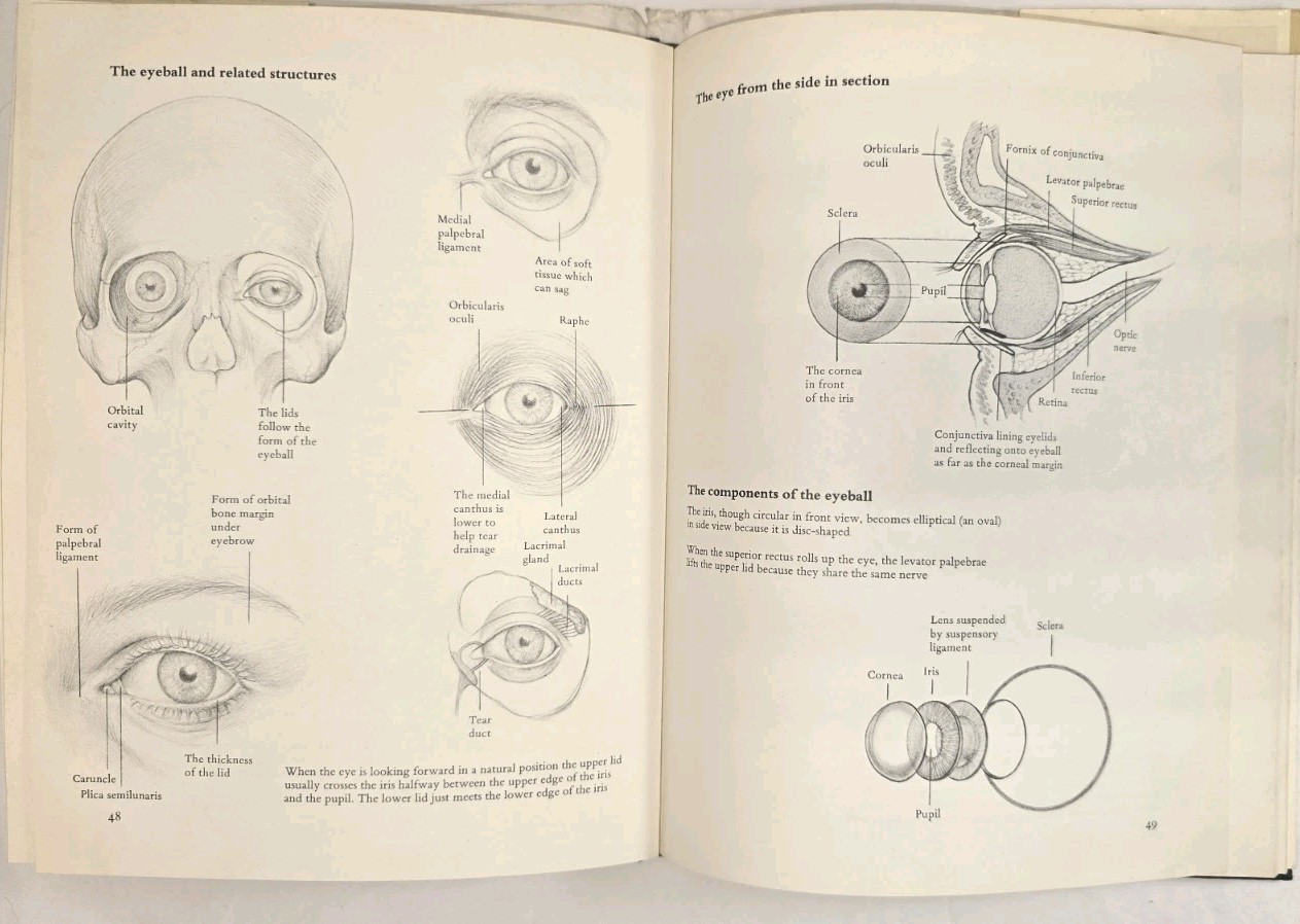 How To Draw The Human Head Techniques And Anatomy By Louise Gordon 1977