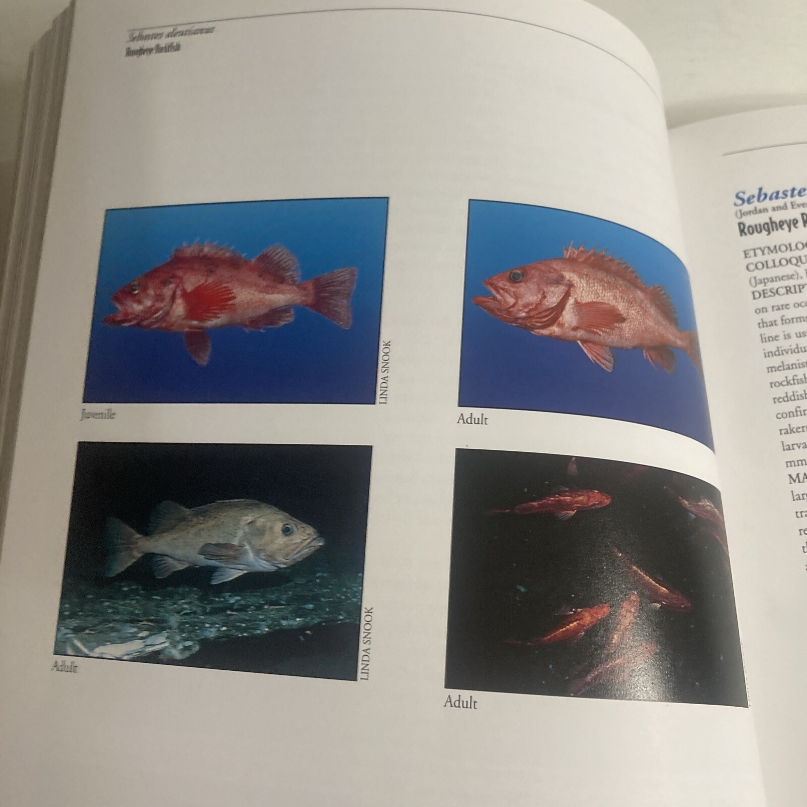 The Rockfishes Of The Northeast Pacific Paperback Many Authors Signed By All