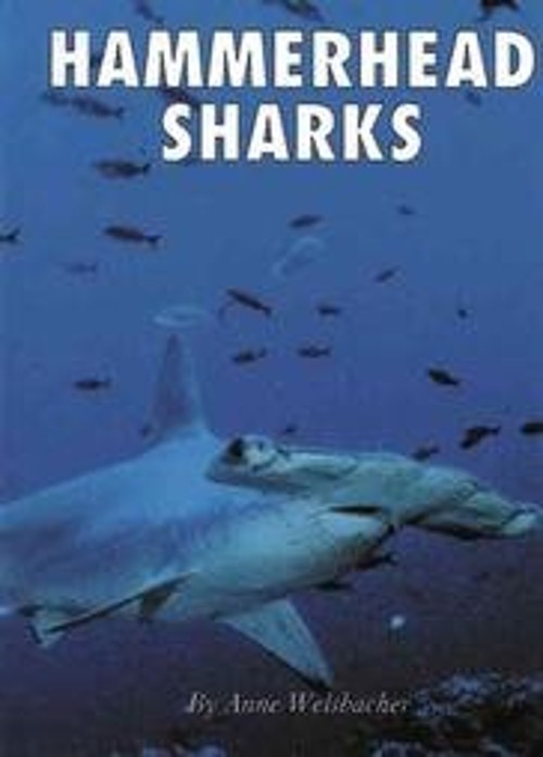 Hammerhead Sharks Hardcover Anne Welsbacher