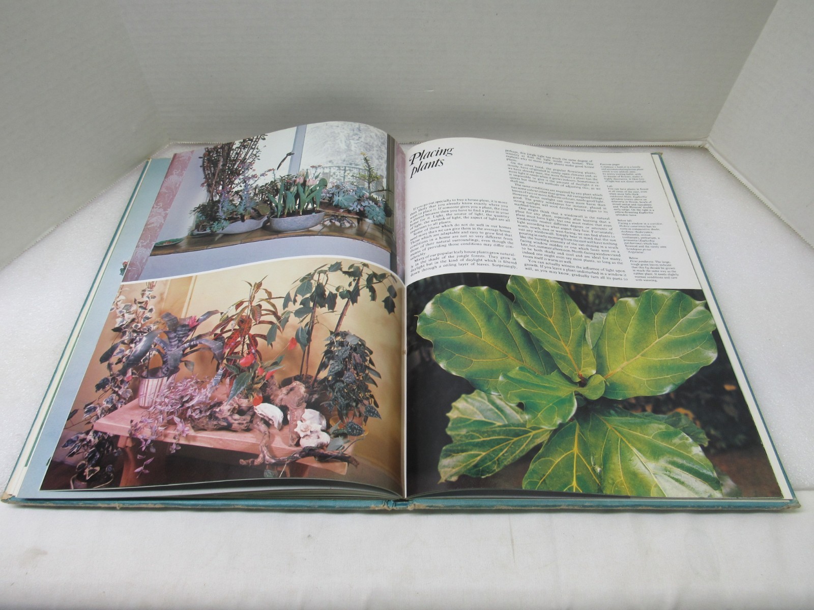 Plants & Flowers In The Home Violet Stevenson Longmeadow Press 1975 Hardcover