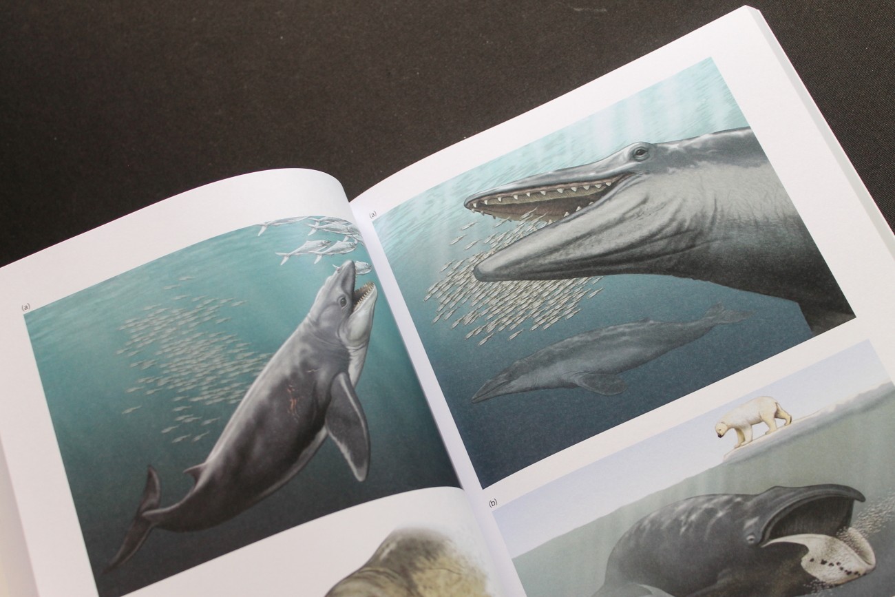 Cetacean Paleobiology Whales Dolphins evolution fossils Baleen Archaeocetes