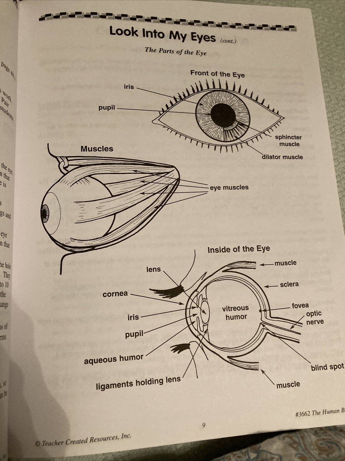 Super Science Activities Ser.: The Human Body by Ruth Young (2002, Trade…