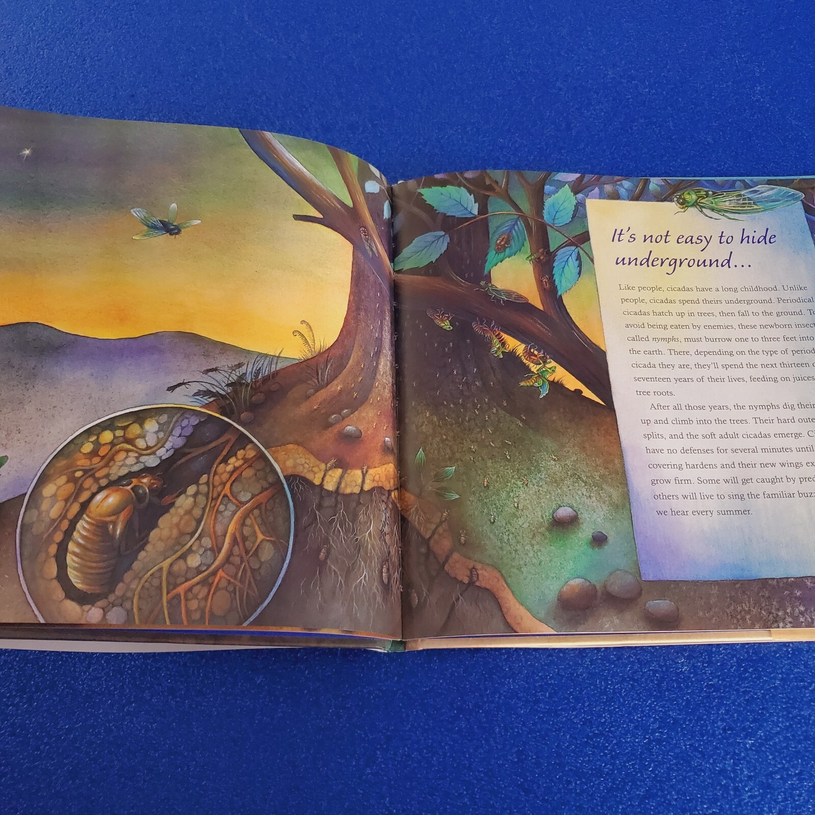 TOUGH BEGINNINGS HOW BABY ANIMALS SURVIVE HARDCOVER CHILDREN’S PICTURE BOOK