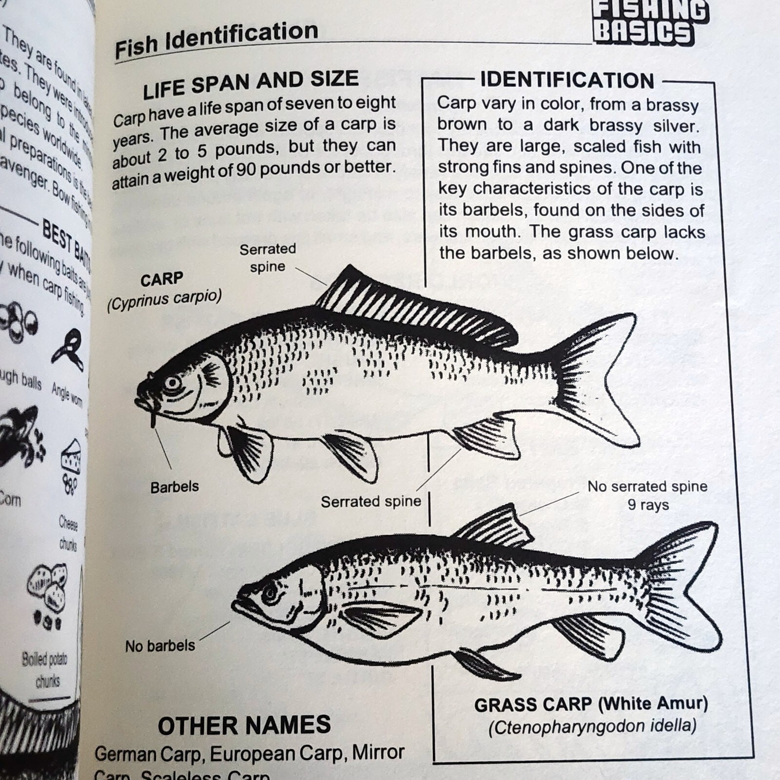 Fishing Basics: The Complete Illustrated Guide by Kugach, Gene , Paperback