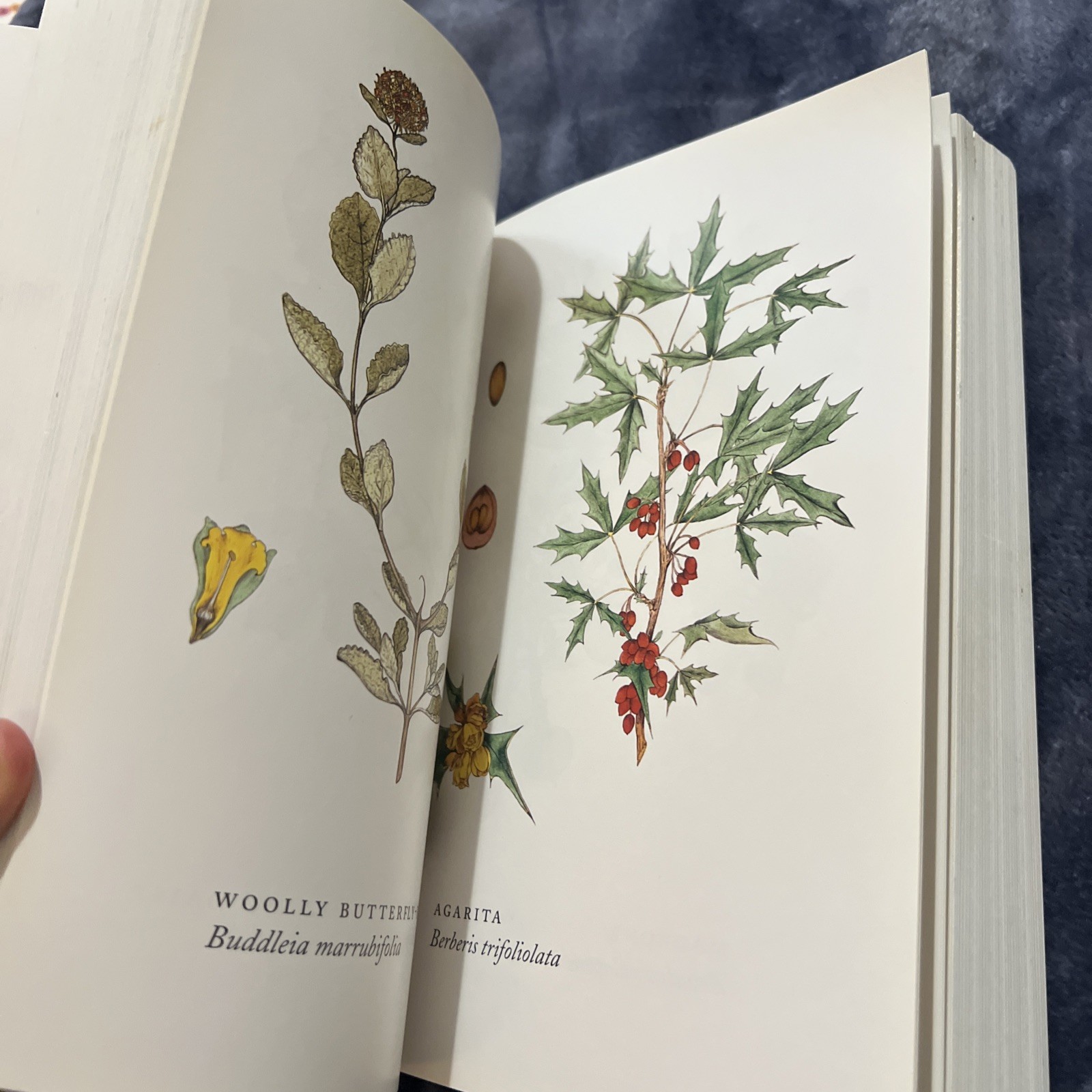 HOW TO GROW NATIVE PLANTS OF TEXAS AND THE SOUTHWEST JILL NOKES REVISED, UPDATED