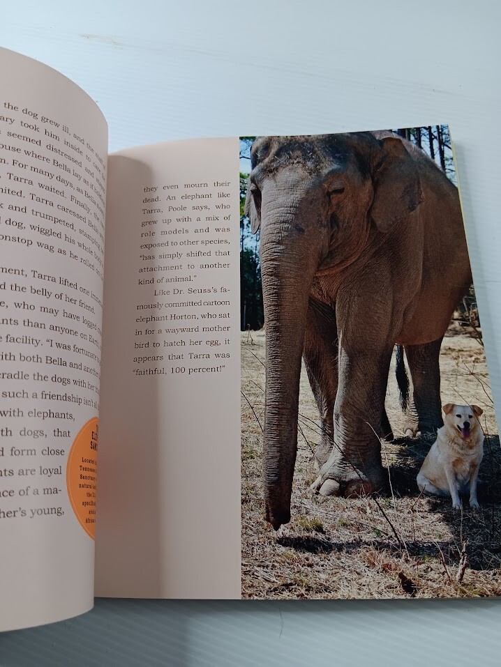 Unlikely Friendships 47 Stories from the Animal Kingdom Jennifer S Holland