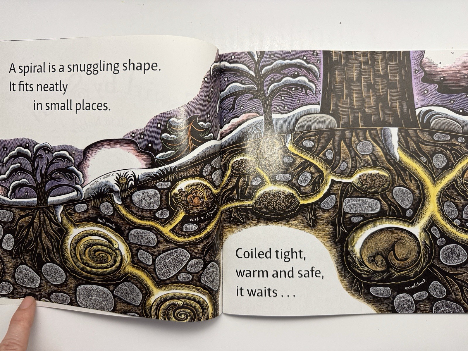 Swirl by Swirl: Spirals in Nature by Joyce Sidman Illustrated By Beth Krommes
