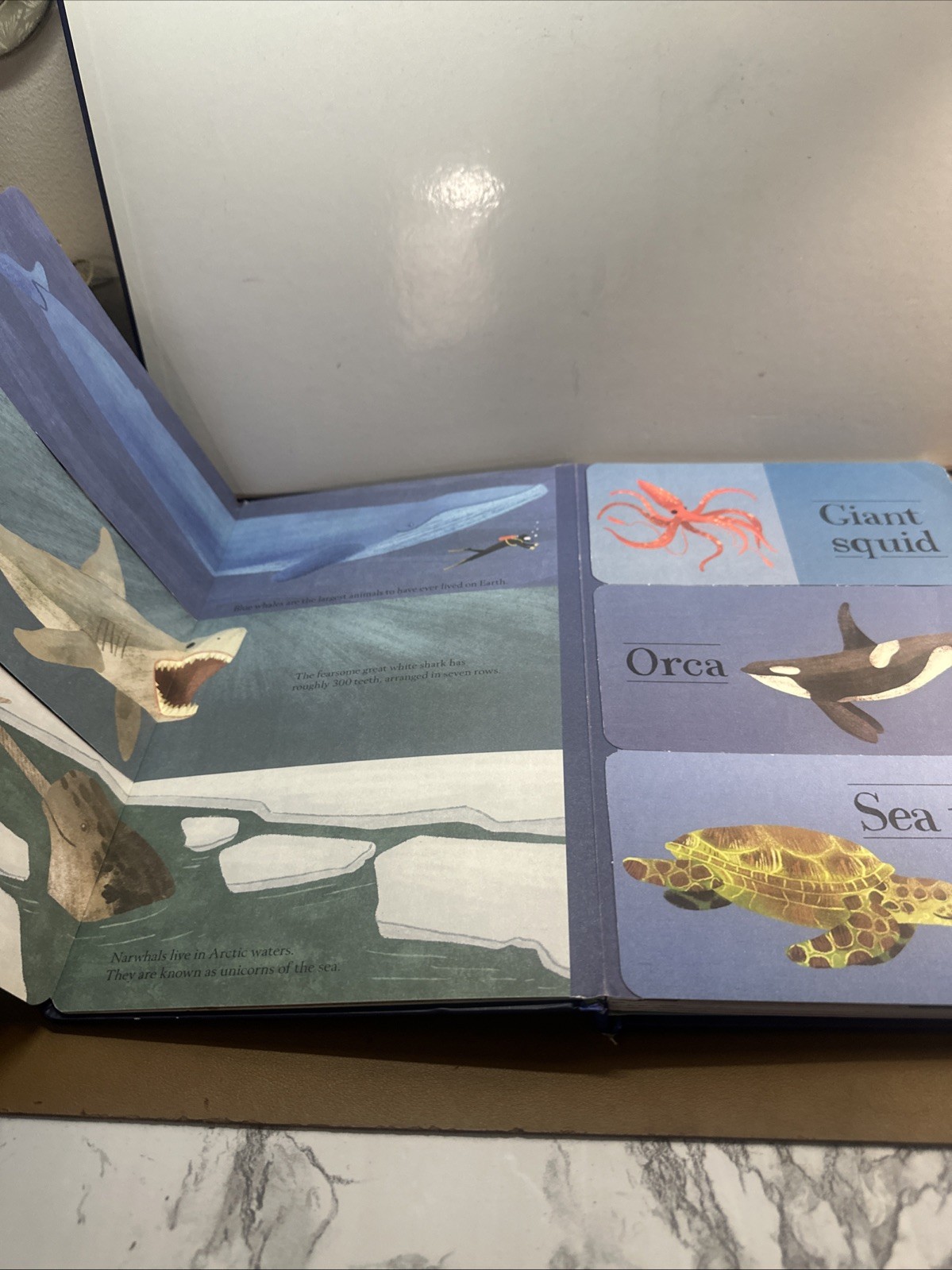 Hidden World: Ocean by Libby Walden (2018, Lift the Flap Book)