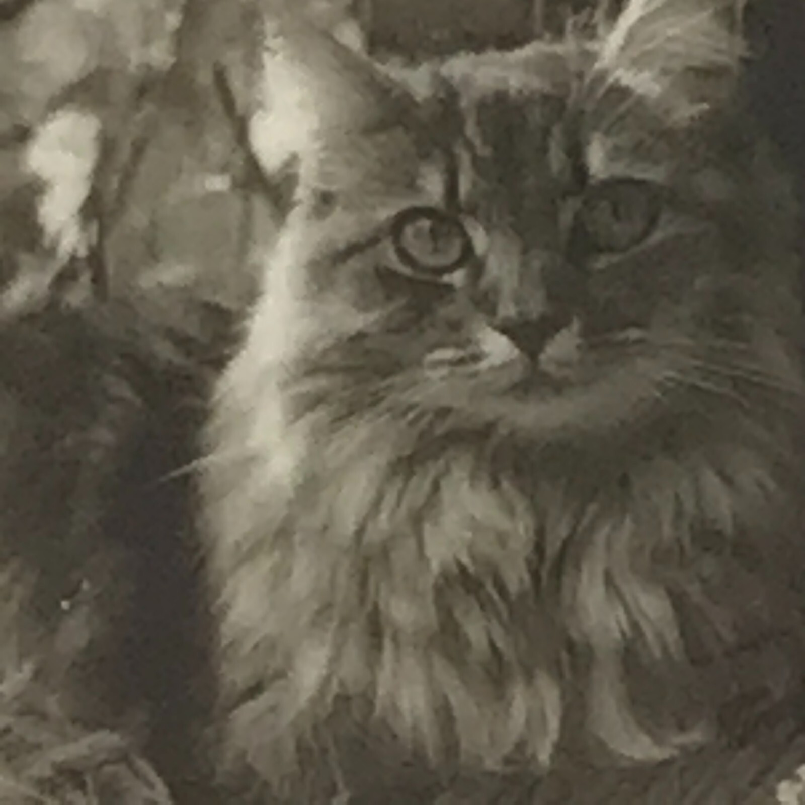 Why We Love Cats by Kim Levin. Kitty, Pets at Play, Best Friend Furry and Fluffy