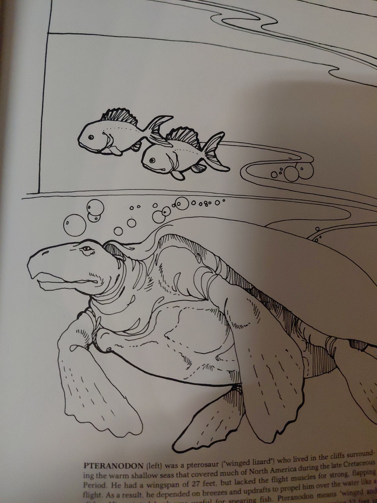 The dinosaur Coloring book Anthony Rao 1980 Vintage