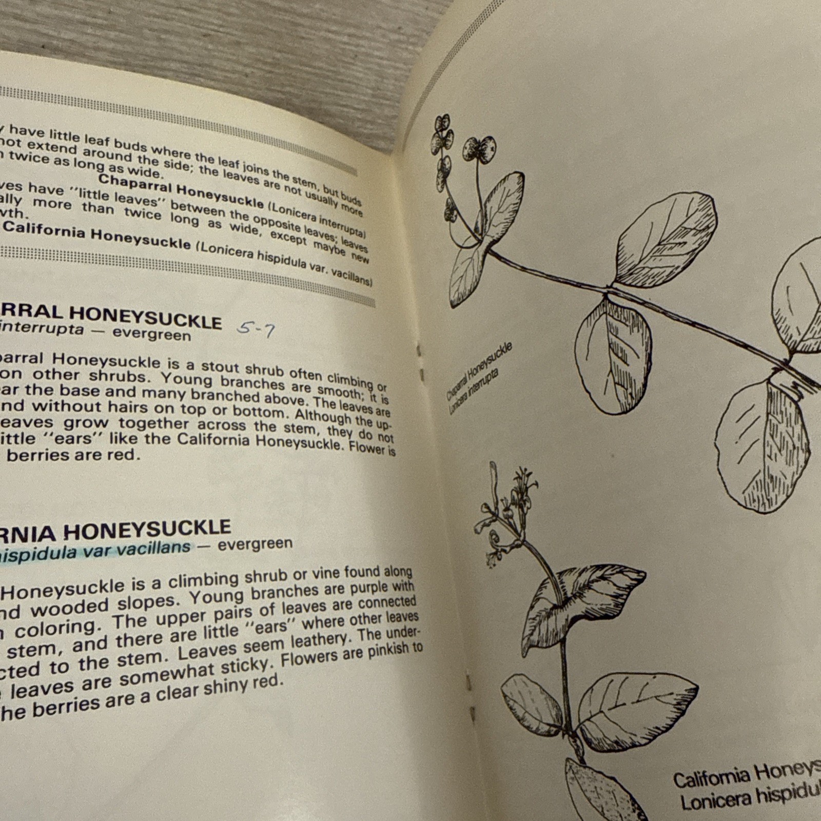 Lot 4 Books Wildflowers & Plants By Different Authors