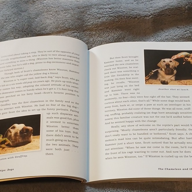 Unlikely Friendships: Dogs Paperback by Jennifer S. Holland, Workman, Pets