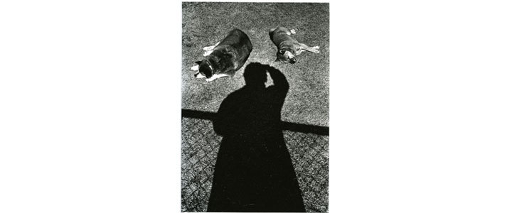 Moriyama Zoo No. 1 Brand New Sealed Limited Edition Box Set