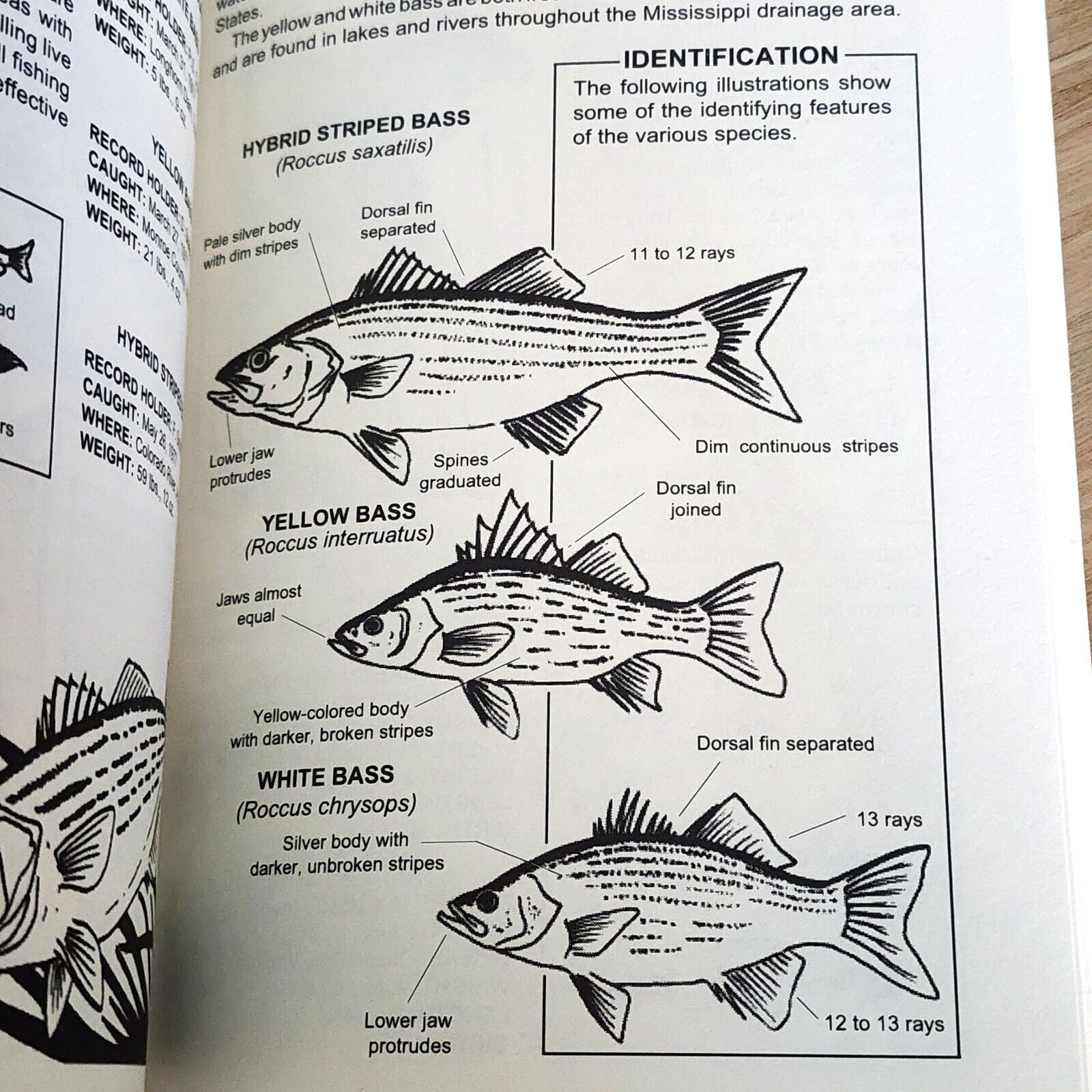 Fishing Basics: The Complete Illustrated Guide by Kugach, Gene , Paperback