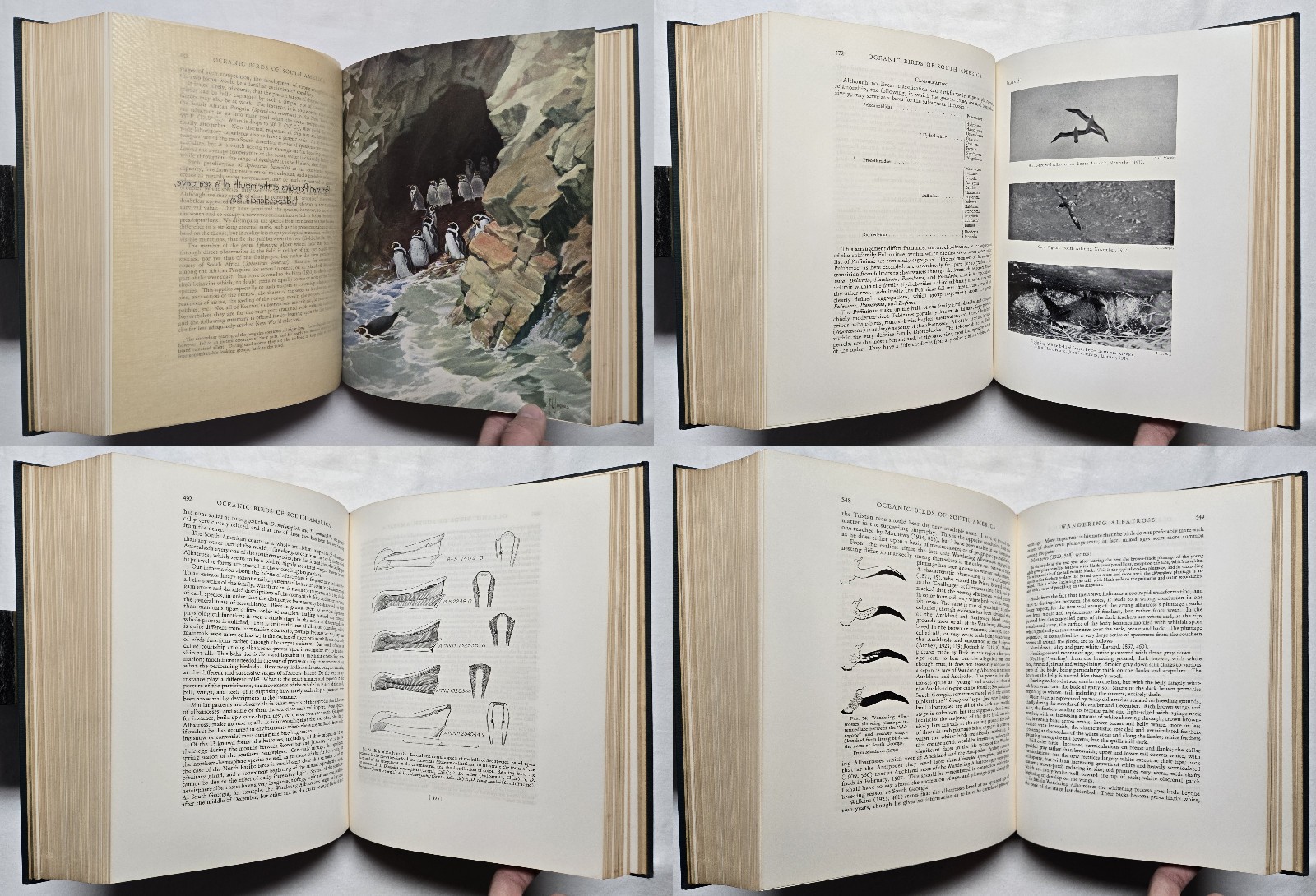 1936 SIGNED Robert Cushman Murphy OCEANIC BIRDS OF SOUTH AMERICA Ornithology