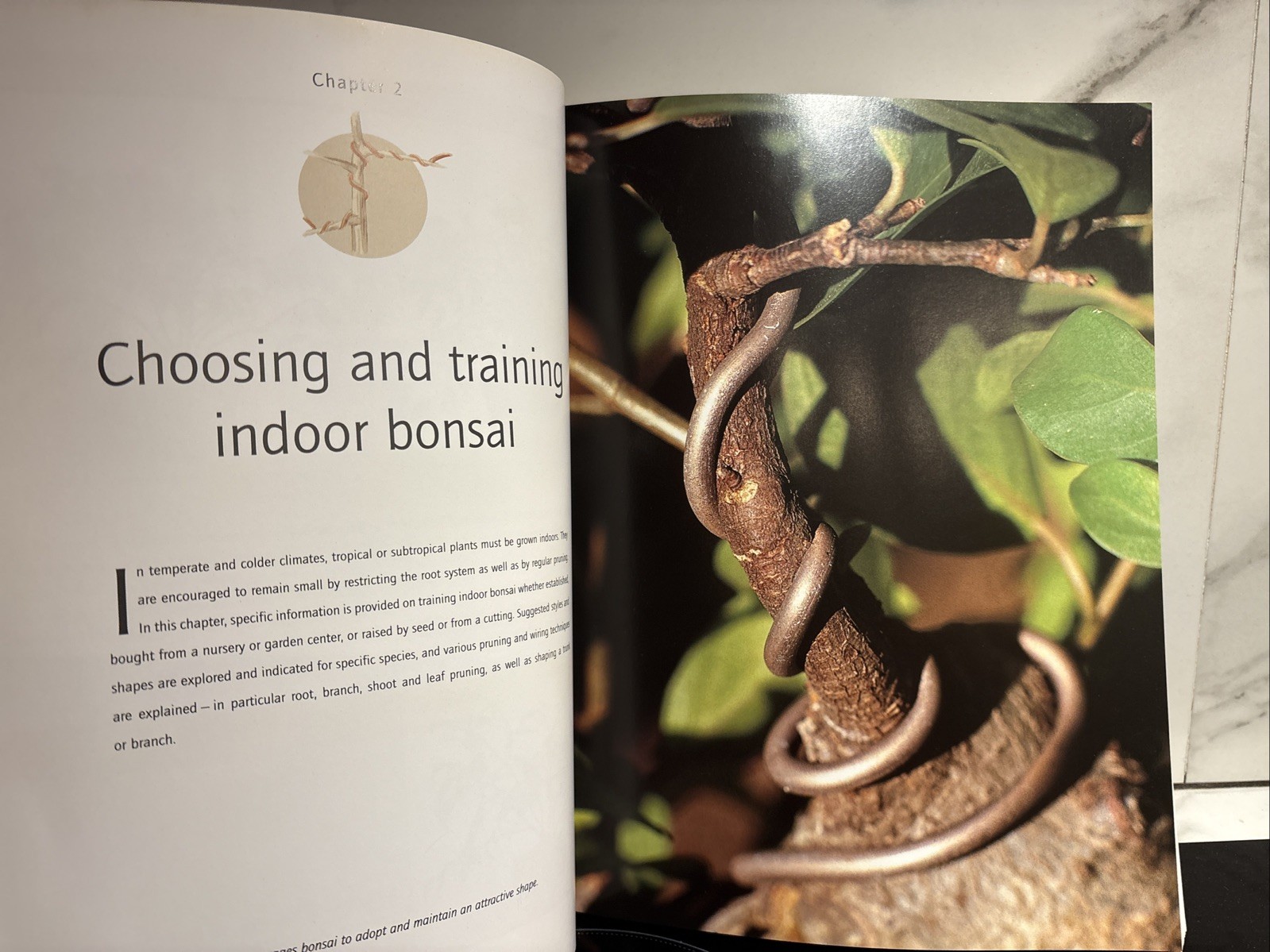 Successful Bonsai, By David Squire
