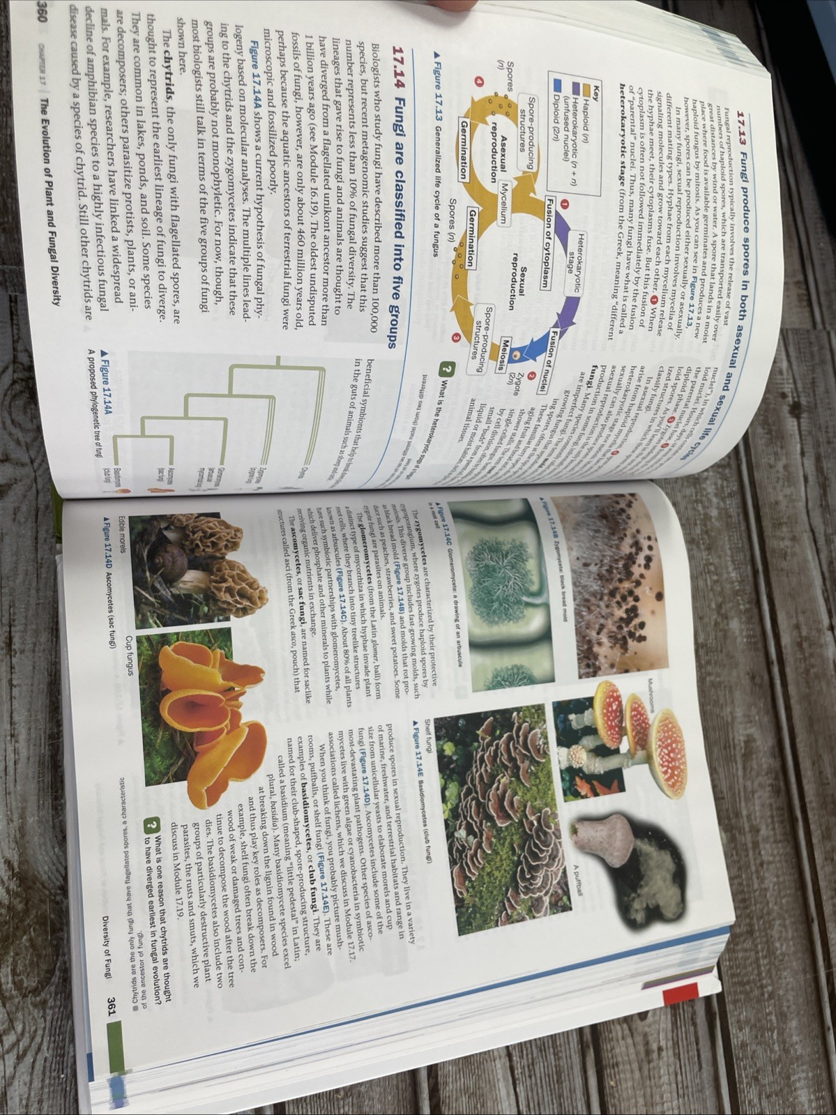 Campbell Biology: Concepts & Connections [RENTAL EDITION] (10th Edition) – VG
