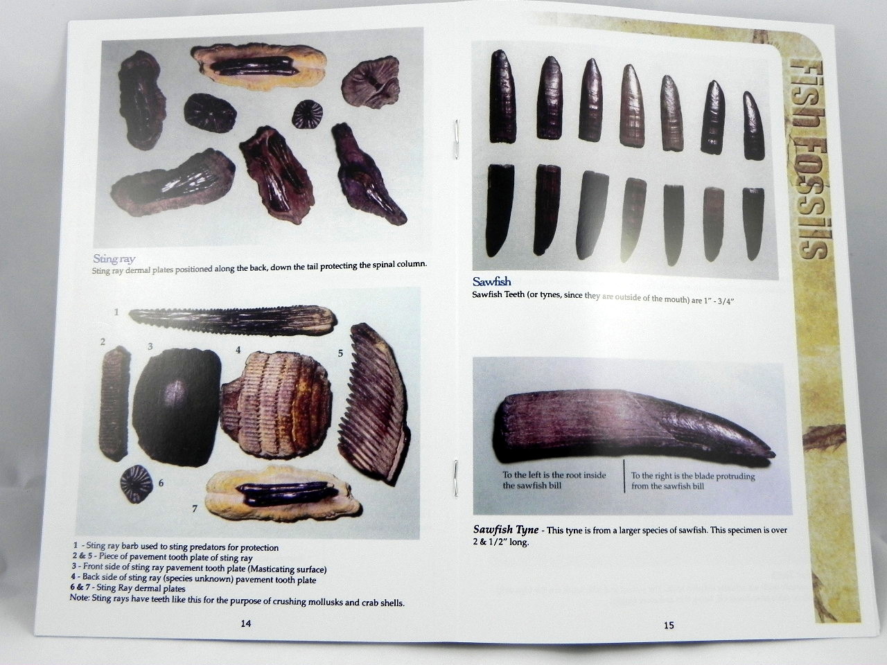 Megalodon Book Guide Shark Tooth Identification w/ Photos of Fossil Teeth tooth