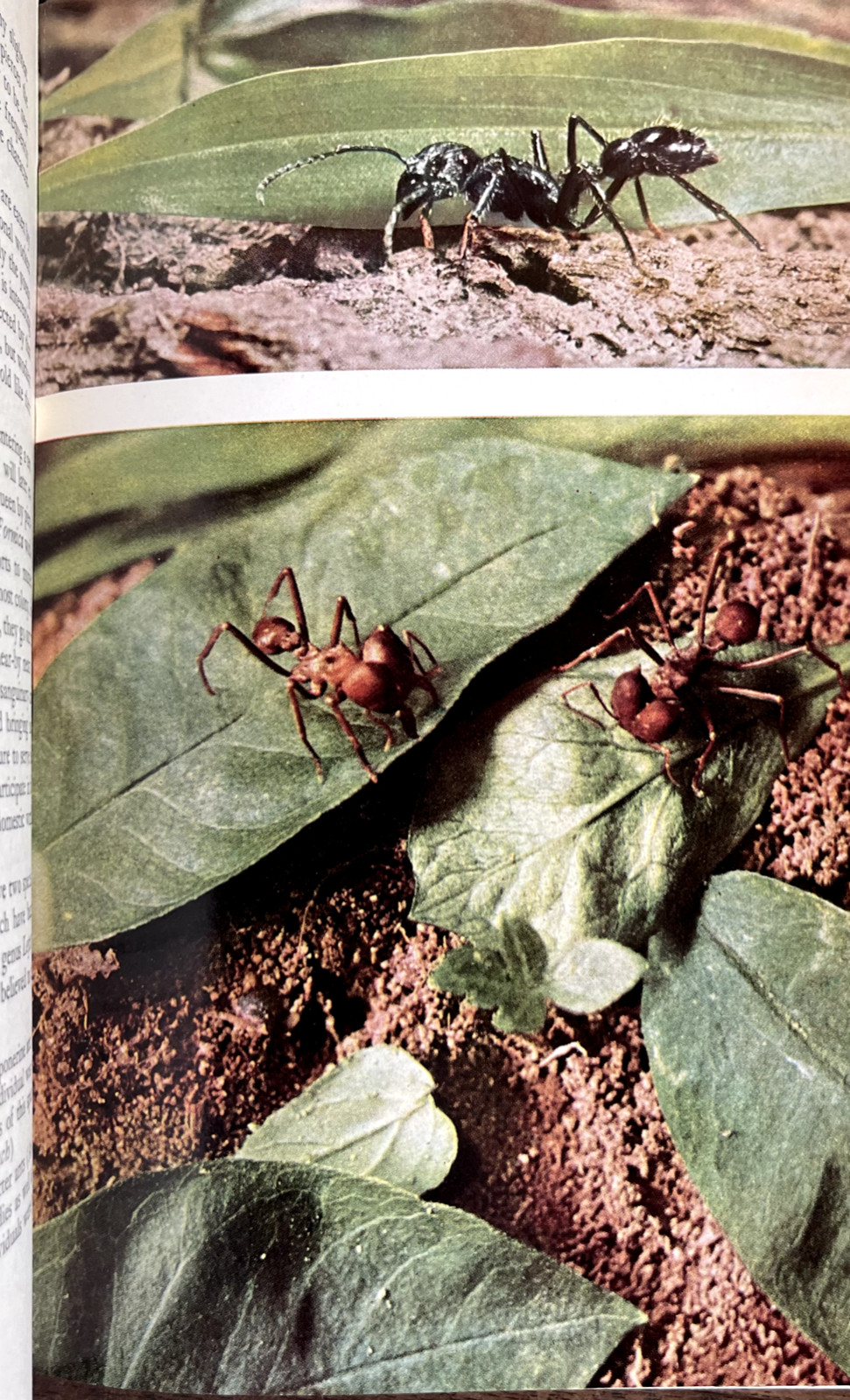 1951 AMERICAN SOCIAL INSECTS by Michener 1st Ed/hb/267pp/DJ/NICELY ILLUSTRATED