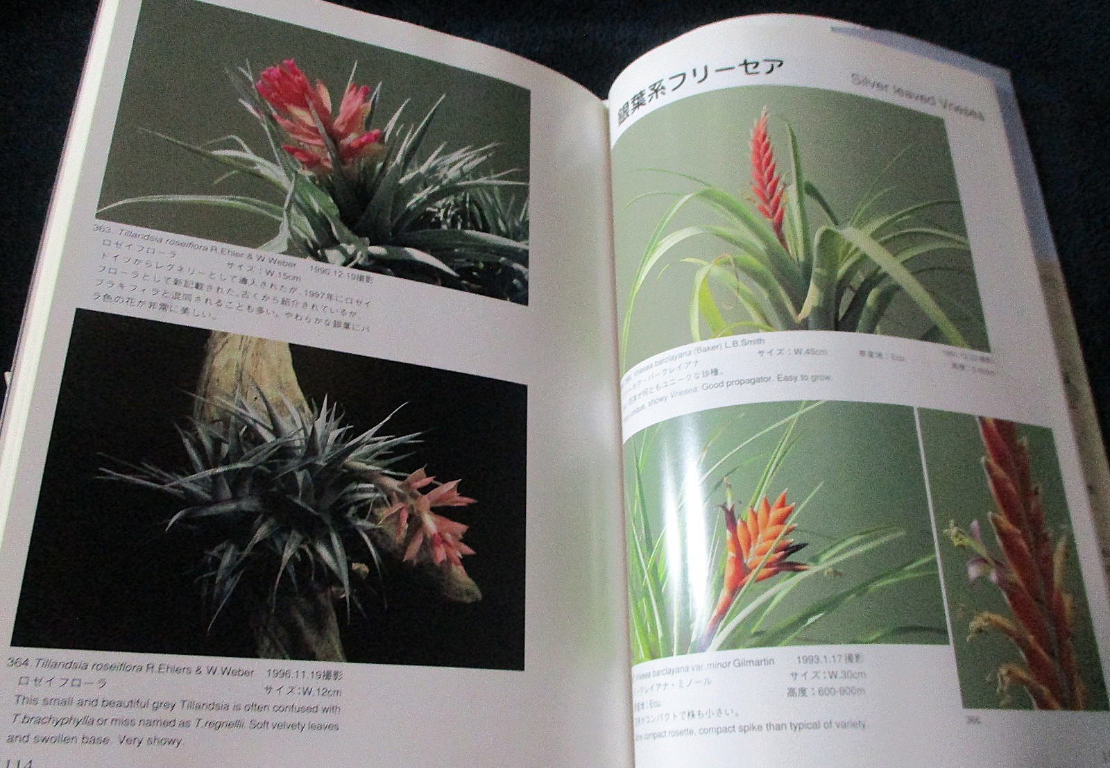 NEW TILLANDSIA HANDBOOK Shimizu-Takizawa 1998 Air Plants Japanese-English SCARCE