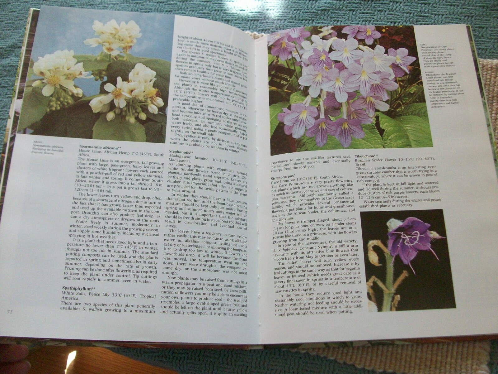 Colorful Houseplants by David Squire and Peter McHoy (1979,hardcover) gardening
