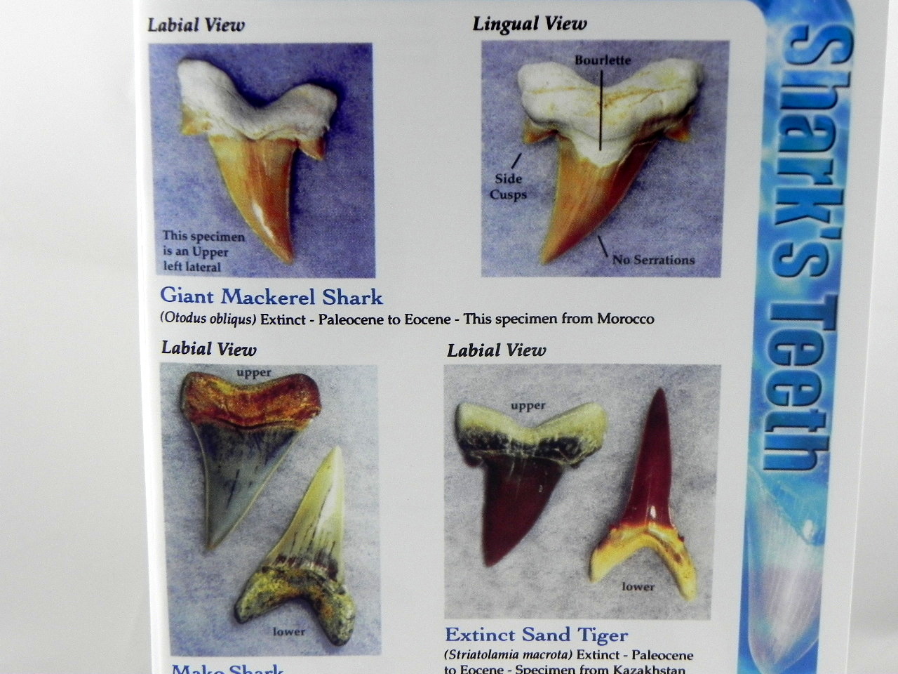 Megalodon Book Guide Shark Tooth Identification w/ Photos of Fossil Teeth tooth