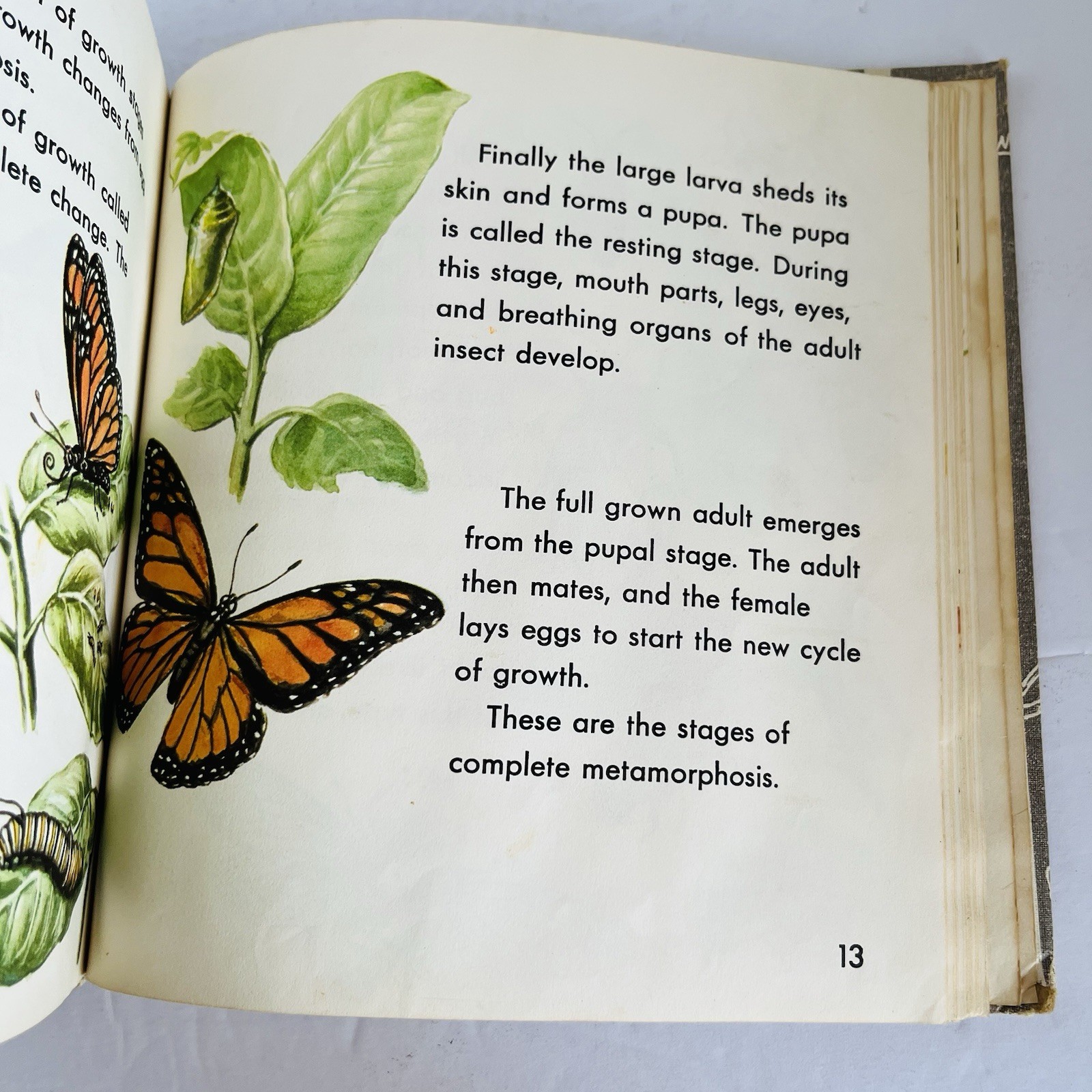 What is An Insect Charles D Neal 1961 Vintage Childrens Science Book Homeschool
