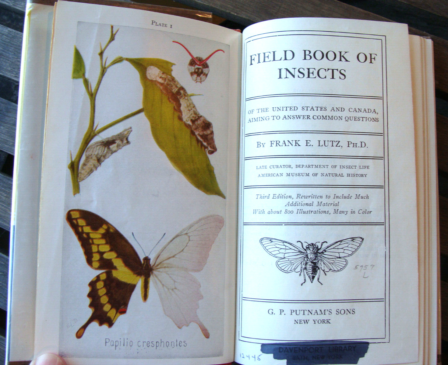 Field Book Of Insects ~1948 HC~ Lutz Entomology Bug Bee Moth Larva Butterfly 🦋