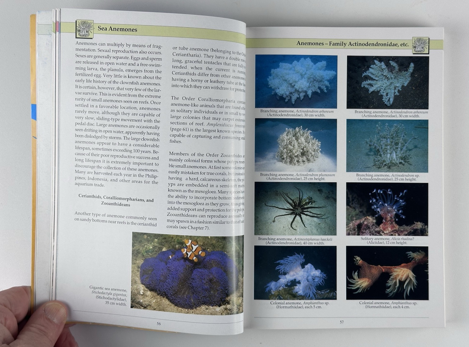 Indo-Pacific Coral Reef Field Guide by Dr. Gerald R. Allen & Roger Steene 1996