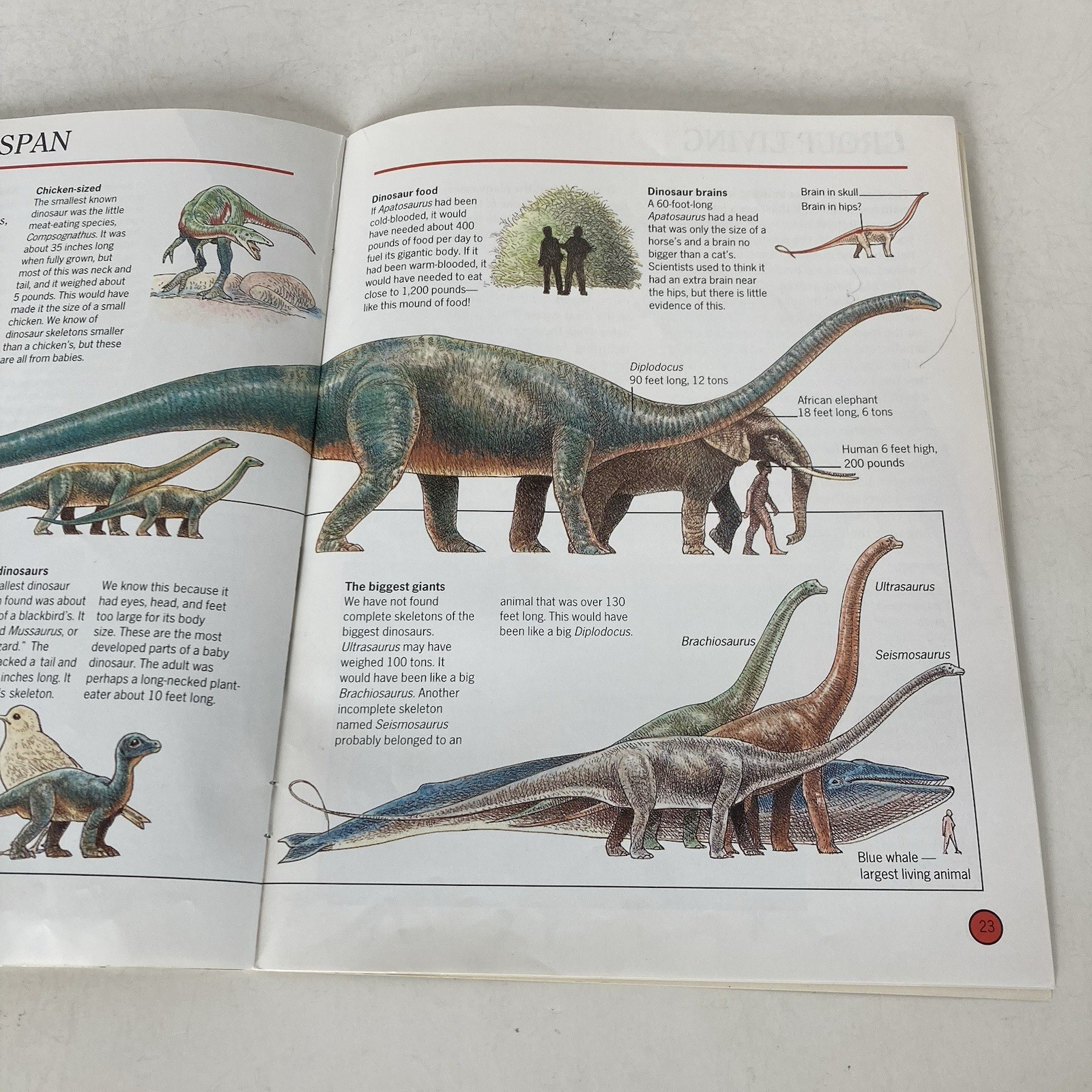 Vintage 1993 DINOSAURS Dougal Dixon Lot of 5 Highlights Books for Children