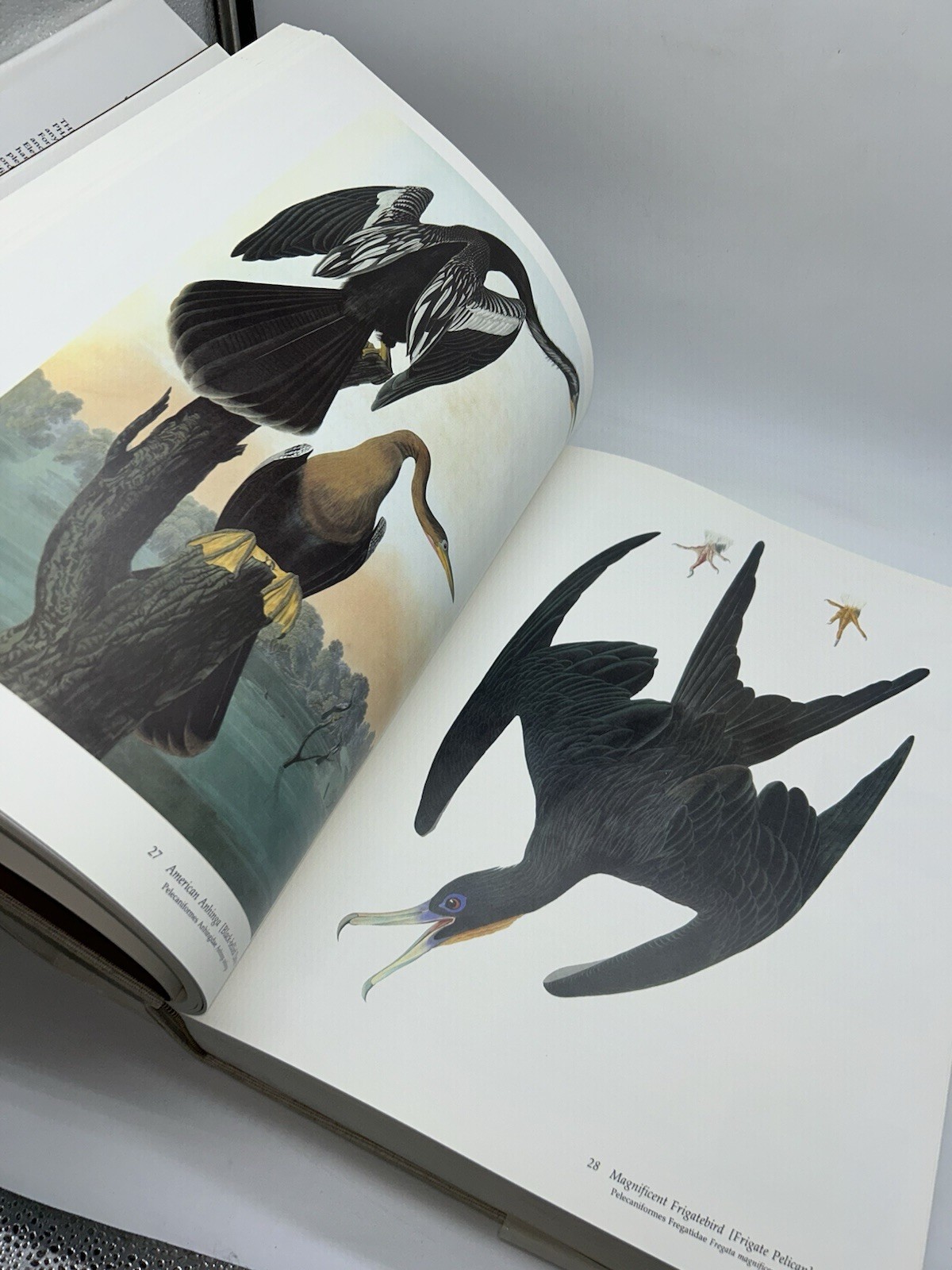 Audubon’s Birds of America Peterson Harrison House Audubon Society 435 Pgs 5B