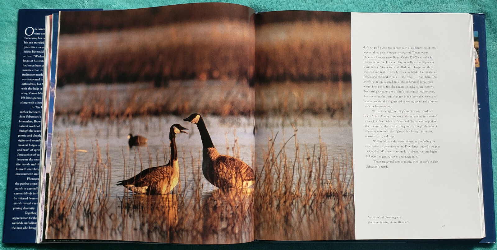 The Winemaker’s Marsh 4 Seasons In A Restored Wetland 2001 Hardcover 166 Pages