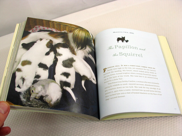 Unlikely Friendships Jennifer S Holland 2011 PB Animals Nature Relationships
