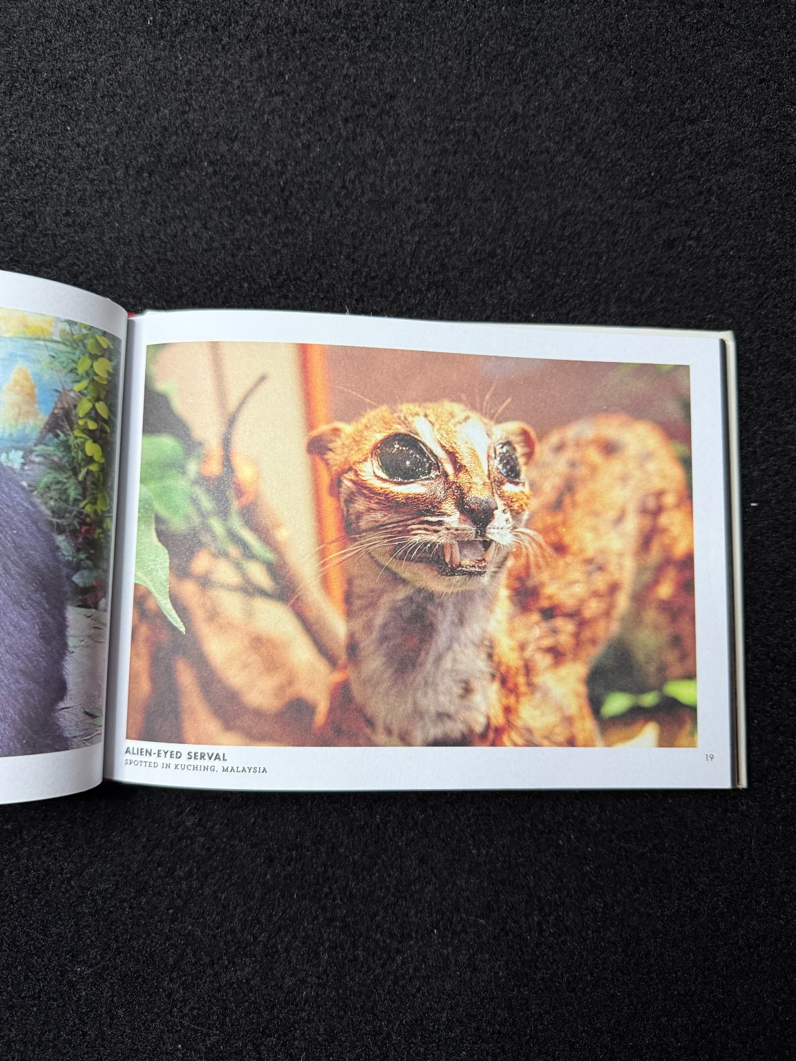Crap Taxidermy by Kat Su 2014 Ten Speed Press Humor Photography Coffee Table