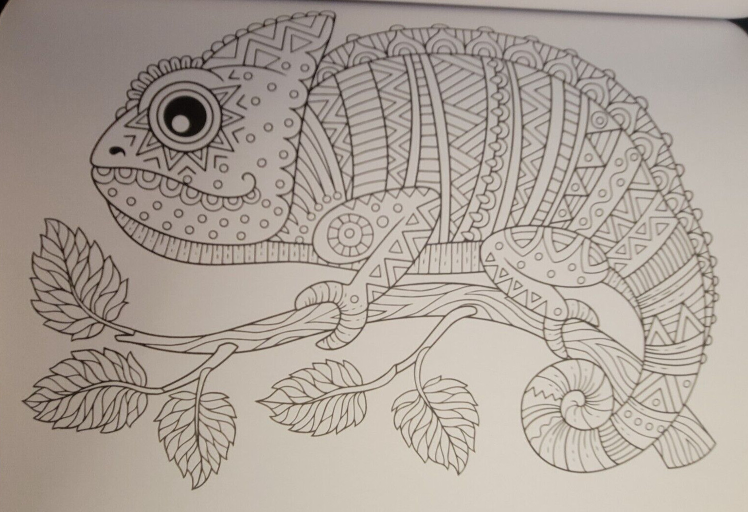 COLORS OF THE WILD Vol 22 Adult Coloring Book With 47 Prints Ready To Frame