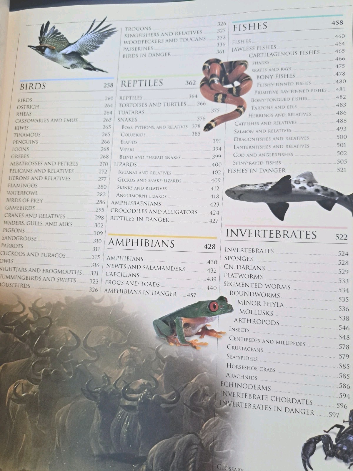 Smithsonian Institution Animal – Visual Guide to Wildlife Educational Book