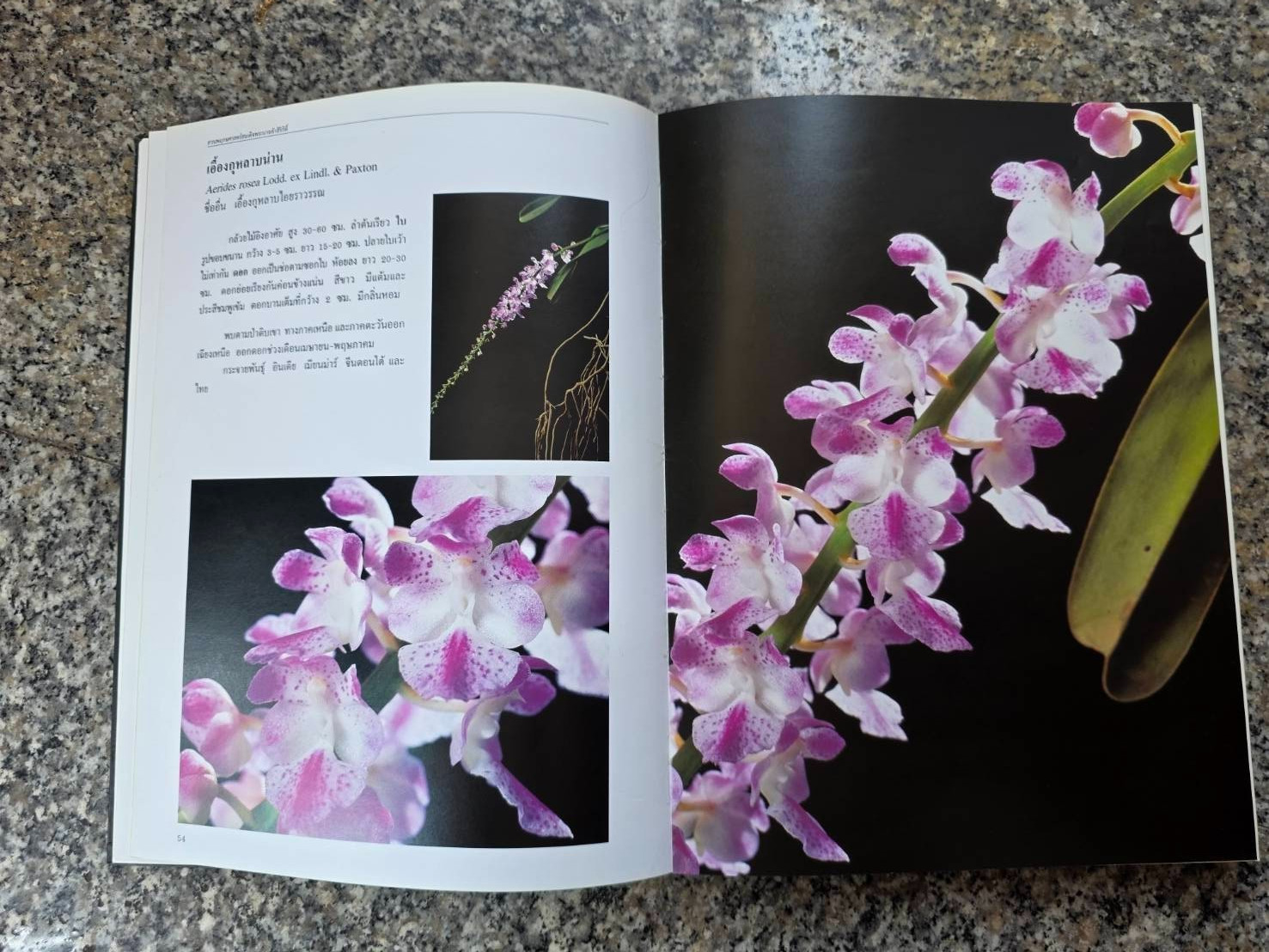 Hardcover book featuring all ” Thai orchids. ” ( Hardcover)